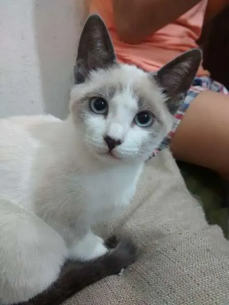 Gato ra a SRD idade 2 a 6 meses nome Cereja