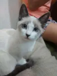 Cereja