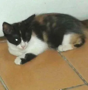 Gato raça  idade 2 a 6 meses nome Mel