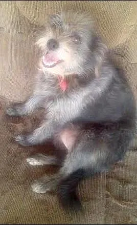 Cachorro raça vira lata  idade 2 anos nome Lilica 