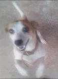BELINHA 