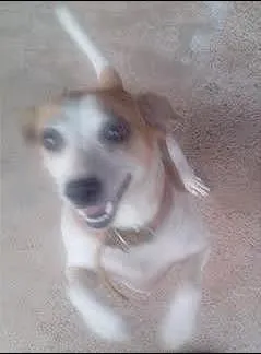 Cachorro raça VIRA LATA  idade 2 anos nome BELINHA 