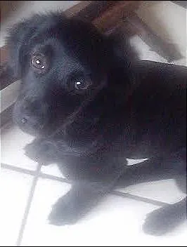 Cachorro raça vira lata  idade 2 a 6 meses nome Mel 