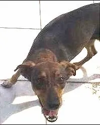 Cachorro raça Não devinida idade 3 anos nome Brenda
