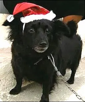 Cachorro raça Poodle idade 6 ou mais anos nome miuki