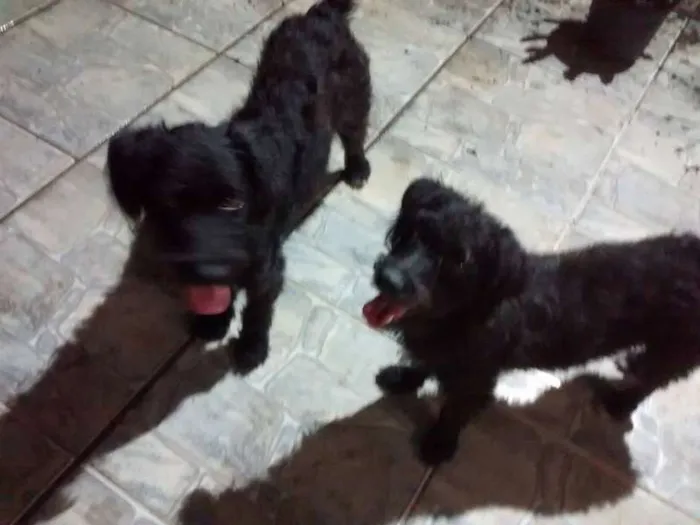 Cachorro raça nd idade 7 a 11 meses nome  ana e maria