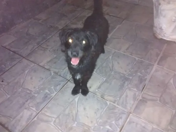 Cachorro raça nd idade 7 a 11 meses nome  ana e maria