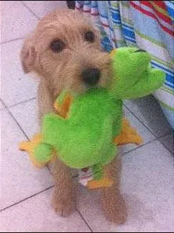 Cachorro ra a RDI idade 2 a 6 meses nome Zeus
