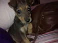 cacau