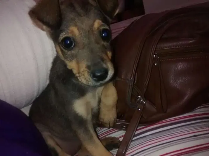 Cachorro raça ndf idade Abaixo de 2 meses nome cacau