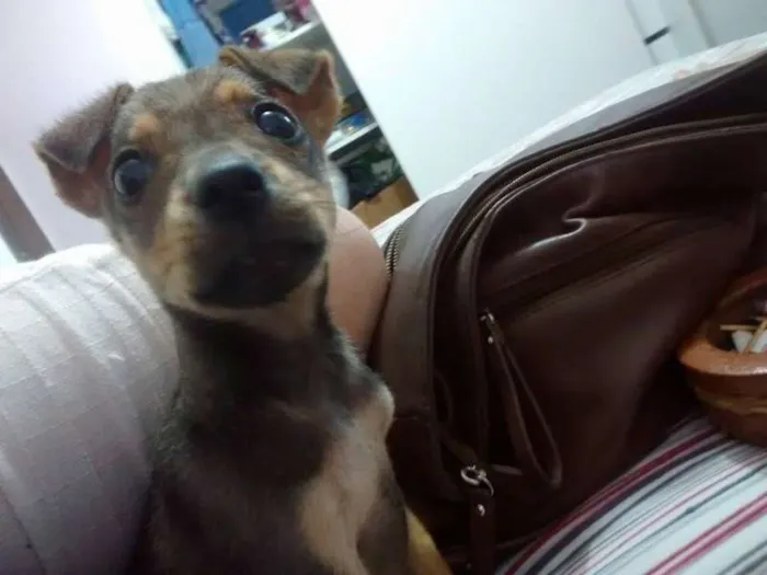 Cachorro raça ndf idade Abaixo de 2 meses nome cacau