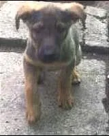 Cachorro ra a SRD idade Abaixo de 2 meses nome meninas