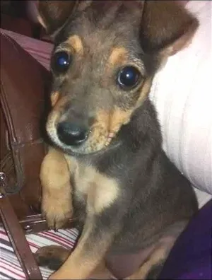 Cachorro raça ndf idade Abaixo de 2 meses nome cacau
