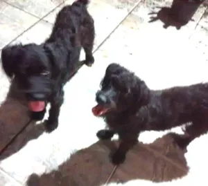 Cachorro raça nd idade 7 a 11 meses nome  ana e maria