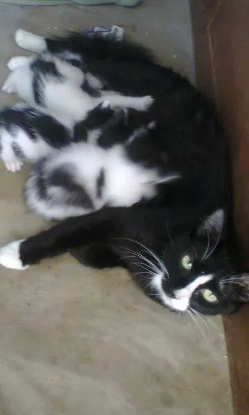 Gato raça SRD idade  nome Linda mãezinha e fi