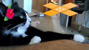 Gato raça SRD idade  nome Linda mãezinha e fi