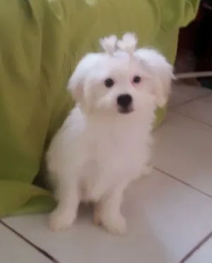 Cachorro raça VIRA-LATA -(MALTES COM LHASA) idade 2 a 6 meses nome JULY
