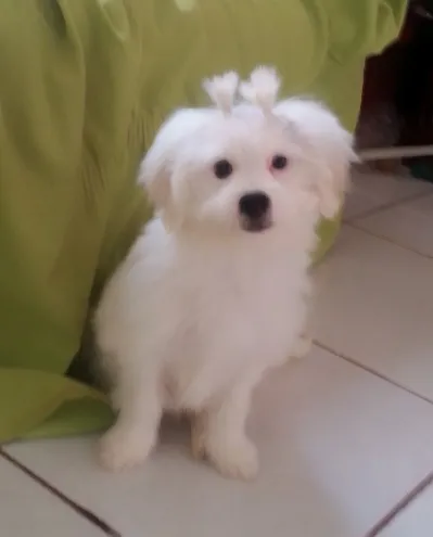 Cachorro ra a VIRA-LATA -(MALTES COM LHASA) idade 2 a 6 meses nome JULY