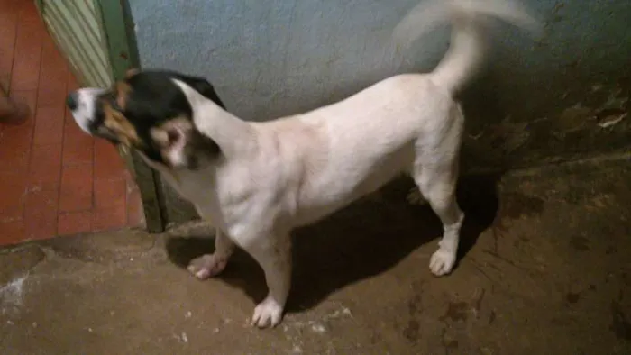 Cachorro ra a Viralata idade 2 anos nome Cristal e Urso