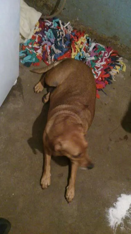 Cachorro ra a Viralata idade 2 anos nome Cristal e Urso