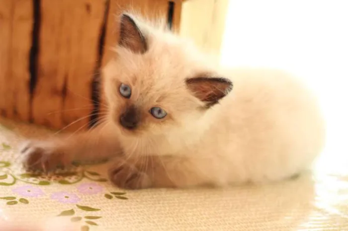 Gato ra a  idade Abaixo de 2 meses nome n tem nome