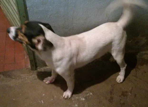 Cachorro ra a Viralata idade 2 anos nome Cristal e Urso