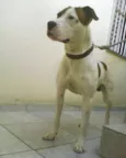 Cachorro raça Boxer com Pitbull idade 5 anos nome Titan