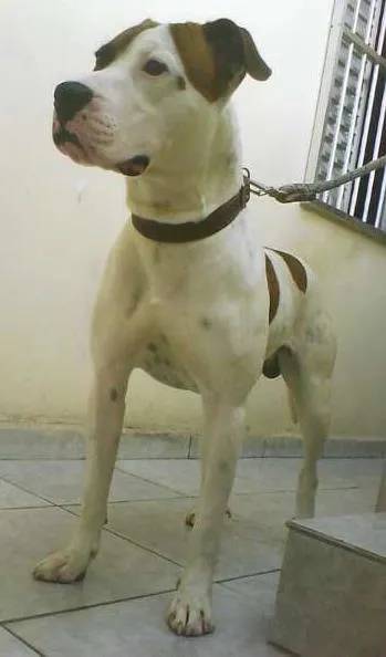Cachorro raça Boxer com Pitbull idade 5 anos nome Titan