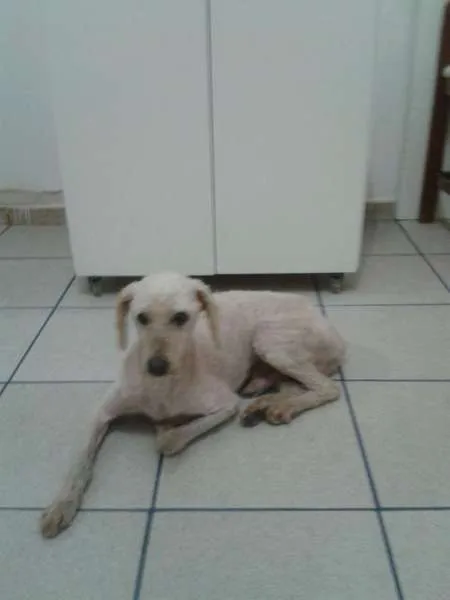 Cachorro ra a Poodle idade 6 ou mais anos nome Branquinho