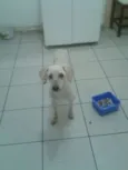 Branquinho
