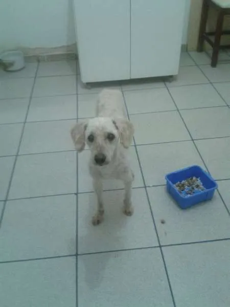 Cachorro ra a Poodle idade 6 ou mais anos nome Branquinho