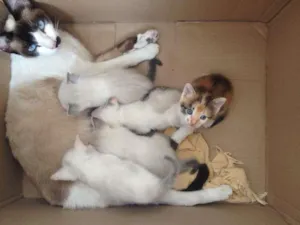 Gato raça Siamês idade Abaixo de 2 meses nome Sophia e filhotes