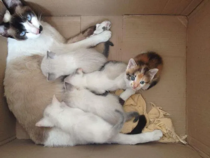 Gato ra a Siamês idade Abaixo de 2 meses nome Sophia e filhotes