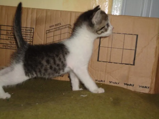 Gato ra a ??? idade Abaixo de 2 meses nome Sortudo