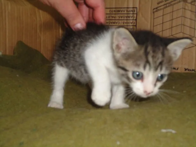 Gato ra a ??? idade Abaixo de 2 meses nome Sortudo