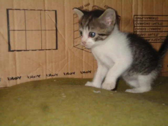 Gato ra a ??? idade Abaixo de 2 meses nome Sortudo
