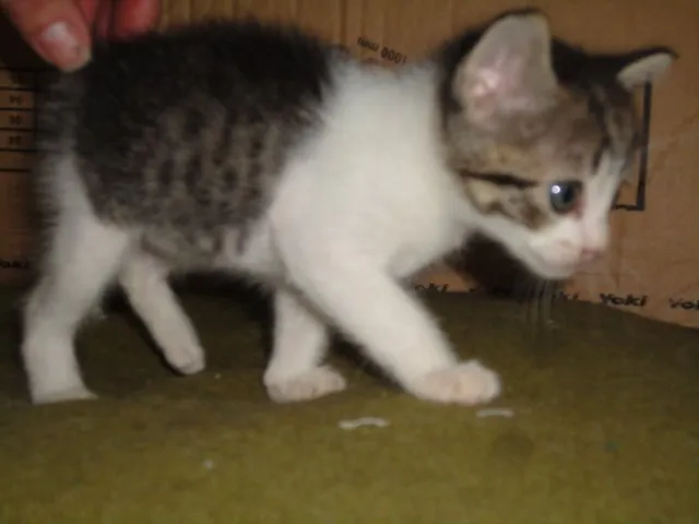 Gato ra a ??? idade Abaixo de 2 meses nome Sortudo