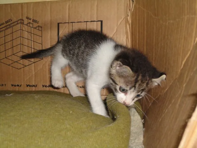 Gato ra a ??? idade Abaixo de 2 meses nome Sortudo
