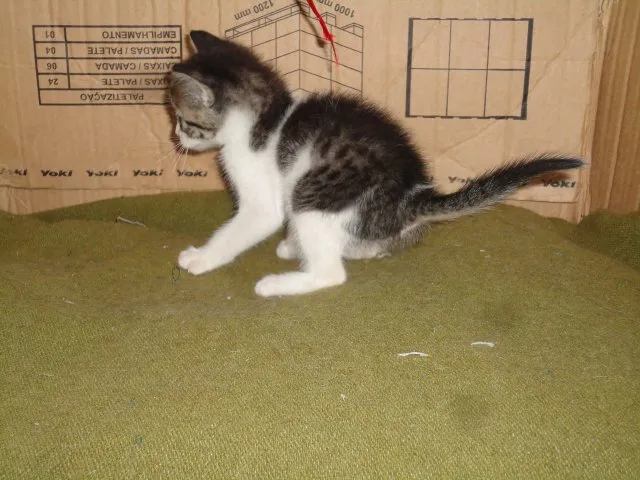 Gato ra a ??? idade Abaixo de 2 meses nome Sortudo