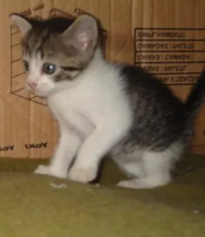 Gato raça ??? idade Abaixo de 2 meses nome Sortudo