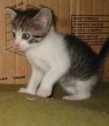 Gato ra a ??? idade Abaixo de 2 meses nome Sortudo