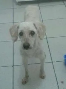Cachorro ra a Poodle idade 6 ou mais anos nome Branquinho