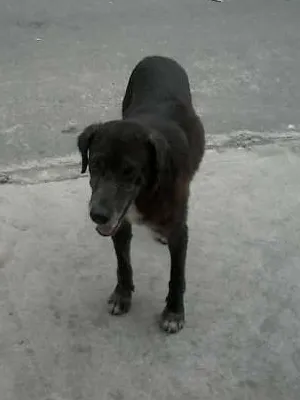 Cachorro raça labrador misturado com outra raça idade 4 anos nome negao