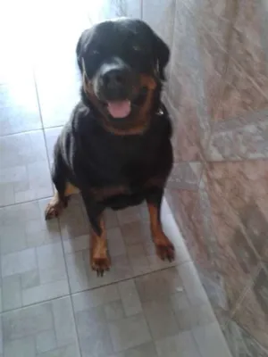 Cachorro raça Rottweiler idade 5 anos nome Kiara