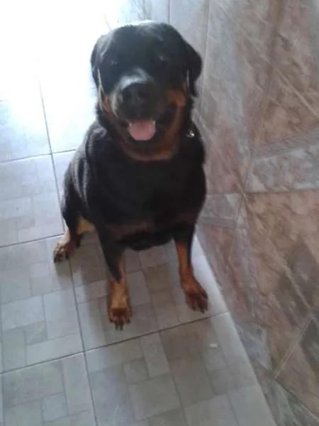 Cachorro ra a Rottweiler idade 5 anos nome Kiara