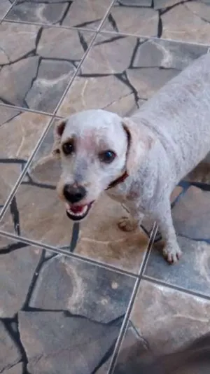 Cachorro raça Poodle idade 4 anos nome SNOOPY GRATIFICA