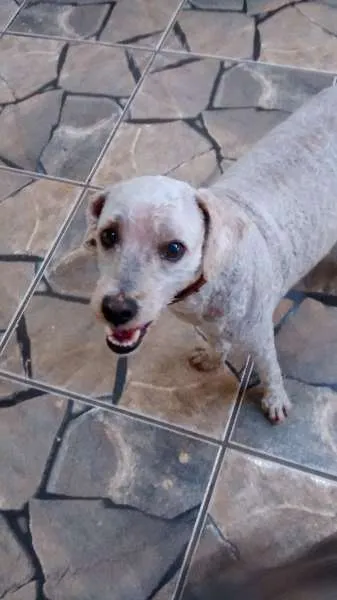 Cachorro ra a Poodle idade 4 anos nome SNOOPY GRATIFICA