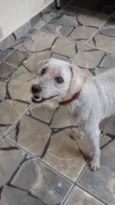 SNOOPY GRATIFICA