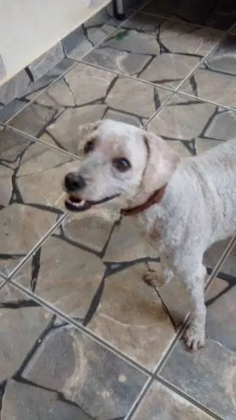 Cachorro ra a Poodle idade 4 anos nome SNOOPY GRATIFICA