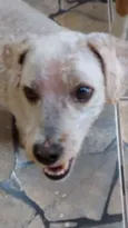 SNOOPY GRATIFICA